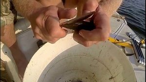 Мастер класс: как правильно чистить ракушки (речные мидии) для рыбалки на сома