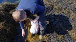 Сбор морской капусты