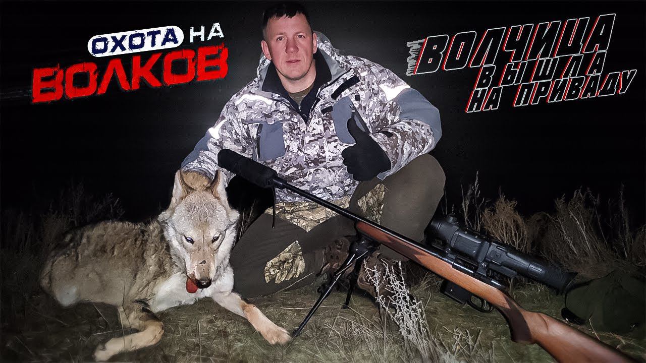 охота на волков! ВОЛЧИЦА вышла на приваду!