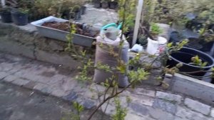 Посадка голубики в субстрат "бомба". На основе результатов 7 лет.