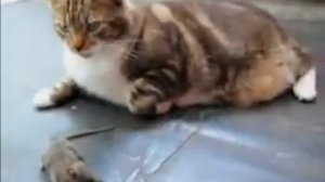 Кот испугался мыши ))))