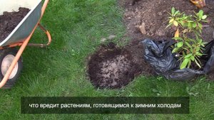 Как правильно пересаживать рододендроны