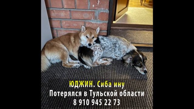 Пропала собака! Юджин. Сиба ину. Тульская область смотреть онлайн