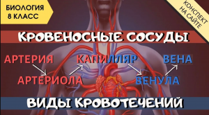 Кровеносные сосуды человека. Виды кровотечений. Биология 8 класс. Анатомия. Кровеносная система ЕГЭ