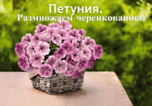 Петуния. Размножение черенкованием. Как размножить петунию. Как подстричь петунию.