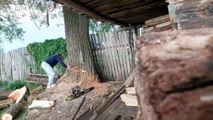 Спиливание дерева с толстым стволом, под корень.