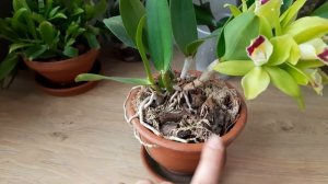 Цветение каттлеи Pry. Chief Green River x Epc. Netrasiri каттлея уход в домашних условиях орхидея