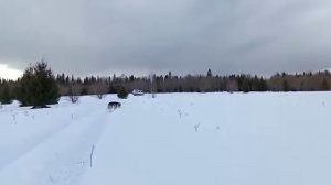 Узола после чип-тюнинга, по сырому глубокому снегу.