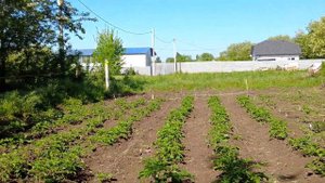 Как выращивать растения без воды?!