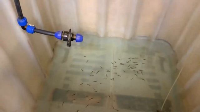 Выращивание, разведение форели в домашних условиях. Рост карасей комет.