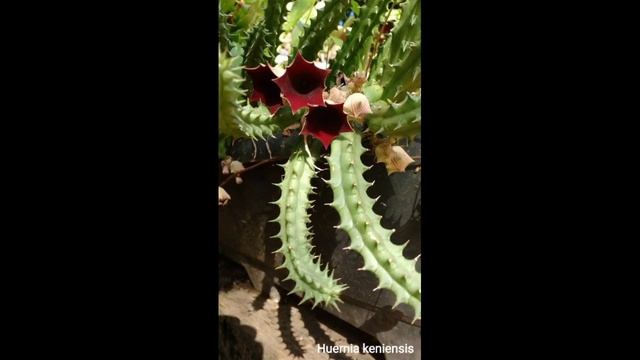 Cactus identification #3 All about Stapelia and Huernia