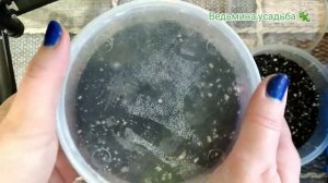 Январь. Посев анютиных глазок.? Фиалка Рококо. Фиалка Карамель.?