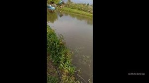 Икромёт в пруду. Карп и карась метают икру