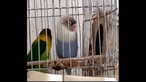 Приколы с котами! КУНГ-ФУ - КОТЫ!!! Смешные коты С ОЗВУЧКОЙ! Самые смешные животные!