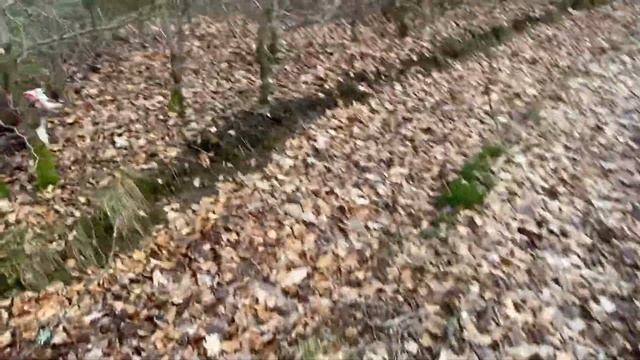 гуляем с собакой в лесу | Бостон Терьер | собака выполняет команды