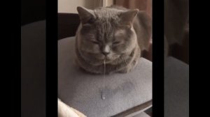 Приколы с котиками. Котики #68