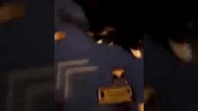 Самый умный кот