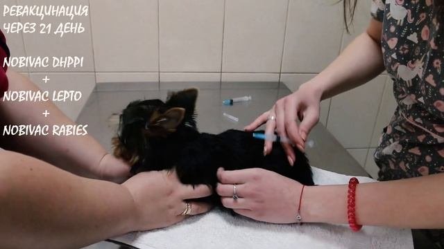 Прививки щенку: вакцинация и ревакцинация вакциной Nobivac (прививки для йорка, вакцинация собак)