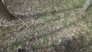 Вернулся и выкопал серебро Пруссии. Коп 2020 с Minelab Equinox 800.