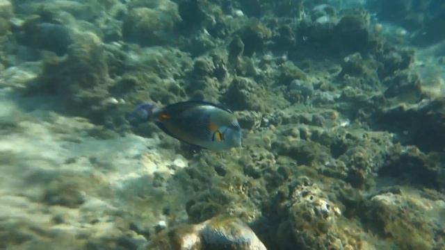 Красное море Рыба хирург атакует! смотреть онлайн