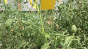 Очень вкусный томат «1884» со своей историей.