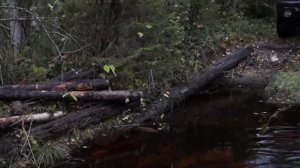 По лесам и болотам Северной Карелии.  Часть 2я