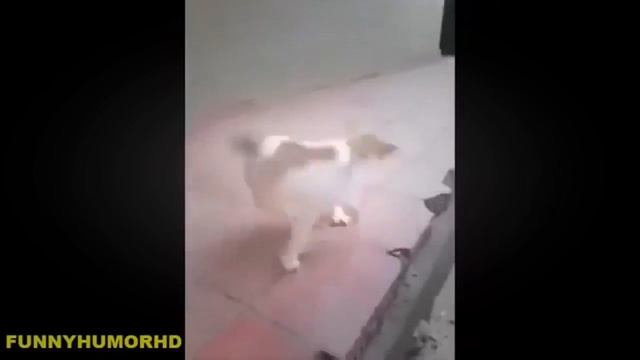 Индийская WhatsApp смешное видео 2016 года || WhatsApp Смешное видео компиляций смотреть онлайн