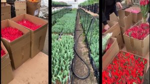 Выгонка тюльпанов к 8 марта