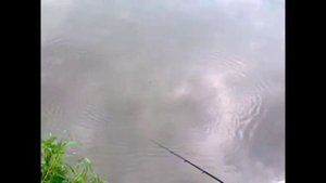 Река Ока, ловля на поплавочную удочку