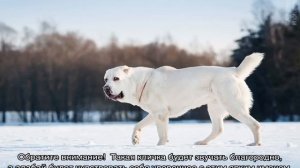 Как назвать алабая мальчика и девочку: интересные имена