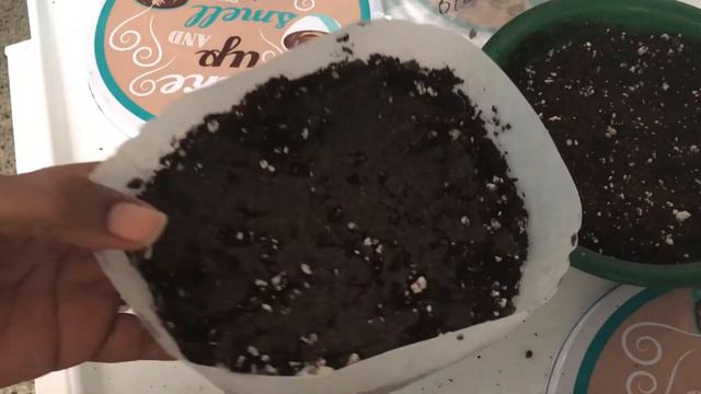 Verbena Hastata (Pink Vervain) planting/germination in Central Florida Summer смотреть онлайн