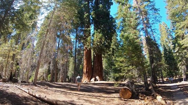 [Sequoia National Forest, CA] Самые высокие деревья в мире, национальный парк США,  секвойи