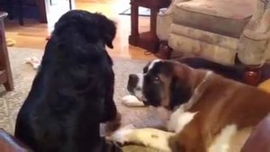 Bernese Mountain dog and Saint Bernard
