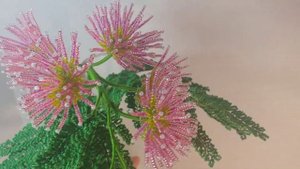 Альбиция Крымская мимоза из бисера Beaded flower Art  Цветы из бисера