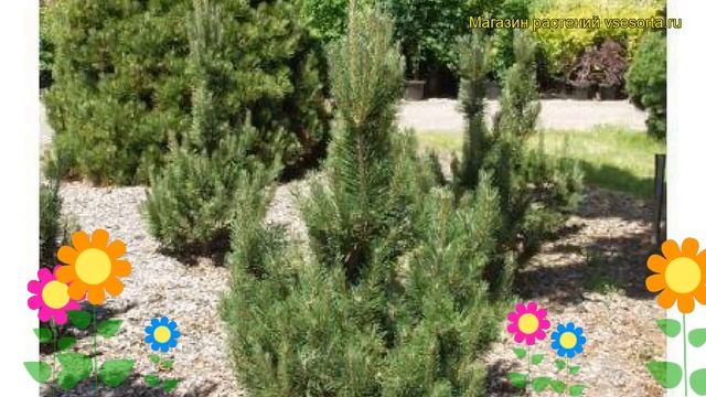 Сосна горная Риги. Краткий обзор, описание характеристик, где купить pinus mugo Rigi