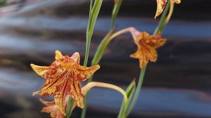 【激レア種】グラジオラス・エミリアエ　が咲きました。  Gladiolus emiliae blooming in my nursery.