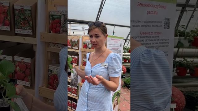 Земляника, томаты, питомник Поиск I Вялим Томаты I Истории #1 смотреть онлайн