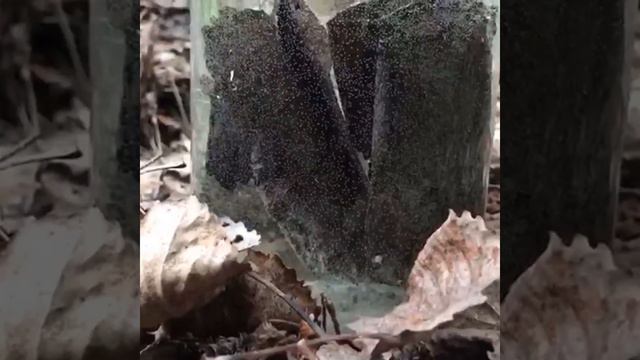 Железная вода для экопринта смотреть онлайн