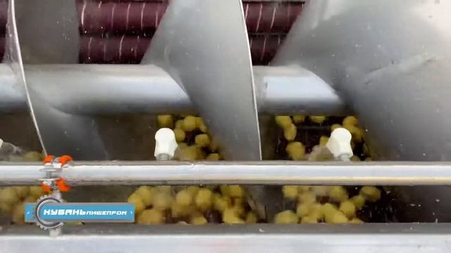 Абразивная очистка Картофеля / ООО «Кубаньпищепром» смотреть онлайн