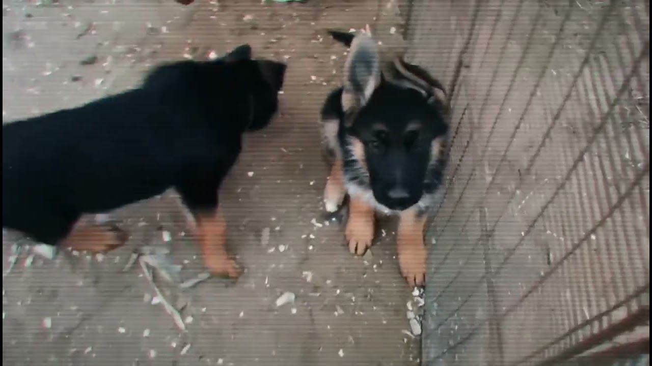 Питомник немецких овчарок VOM STERN HUNDE HEIMIRSHTEL