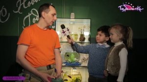 Как содержать рыбку-петушка?