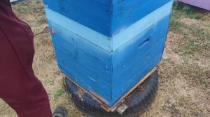 Остаток ПЕЧАТНОГО РАСПЛОДА В ОКТЯБРЕ во время подготовки семей в зиму ЧТО ДЕЛАТЬ С ЭТОЙ ПРОБЛЕМОЙ ✅