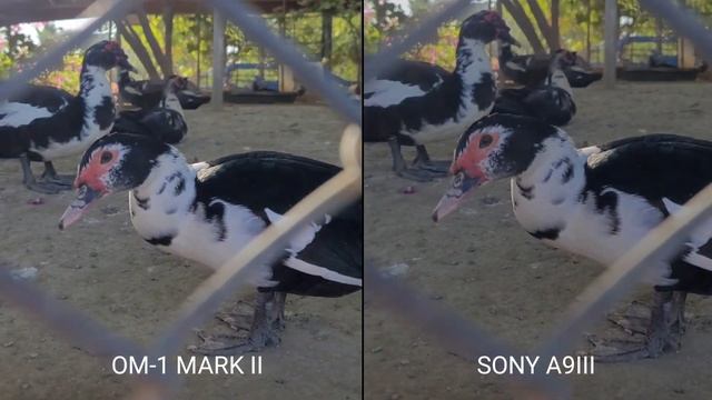 The New OM Systems OM-1 MARK II VS Sony A9 III | Camera Test