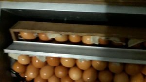 Вместимость Инкубатор Блиц-72 с надставкой куриное яйцо