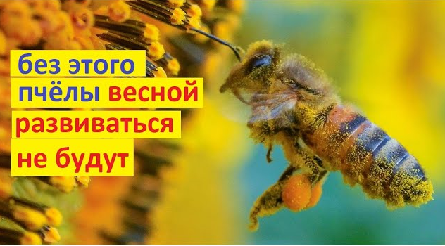 Пять ресурсов, которые необходимы пчёлам, для успешного развития весной. Иначе толку не будет. смотреть онлайн