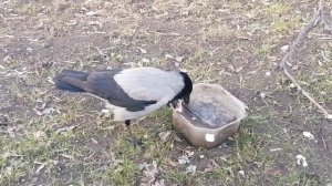 Молодая ворона делает суп \ Young crow makes soup