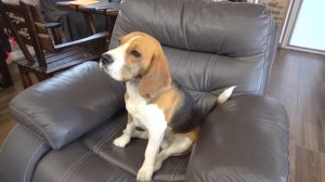 ШЕРЛОК НЕ ВЫНЕС ЖАРЫ В БАНЕ. БРОС ШОУ ПЕТ