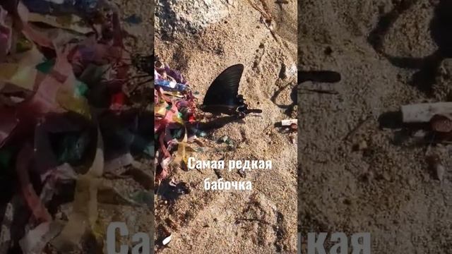 САМАЯ РЕДКАЯ БАБОЧКА
