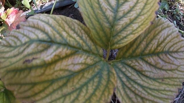 Brexil Fe от хлороза клубники. Мои испытания смотреть онлайн