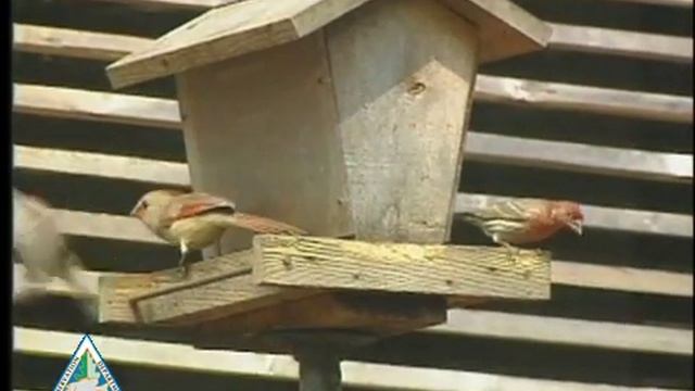 Bird Feeding Basics смотреть онлайн